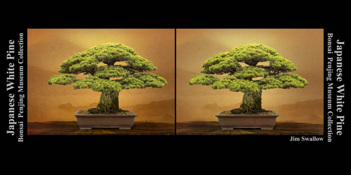 2022 Bonsai Collection Stereo Cards