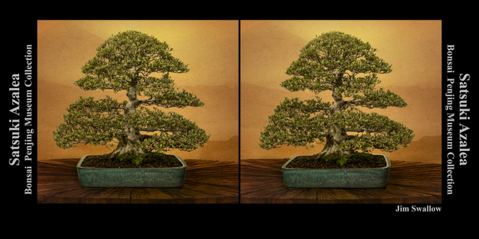 2022 Bonsai Collection Stereo Cards – Photographic Art by Jim Swallow