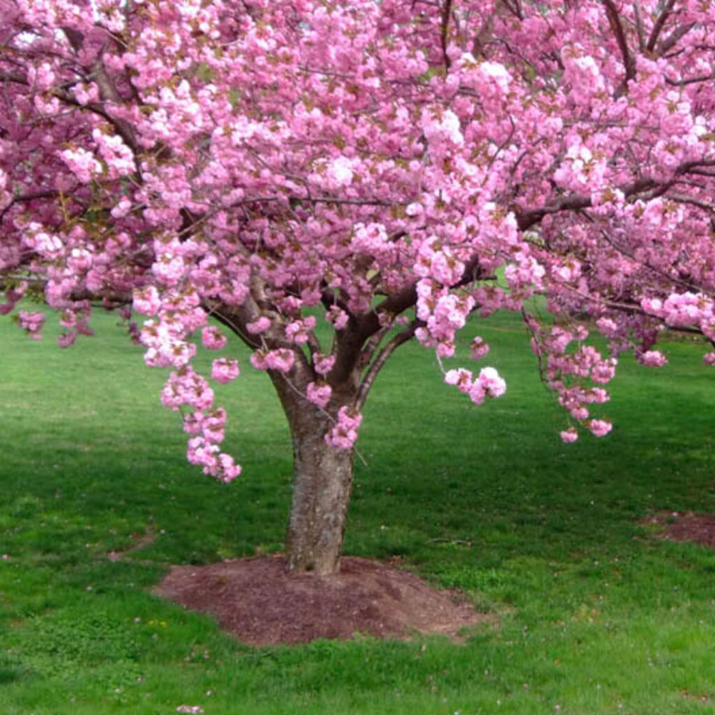 Trees